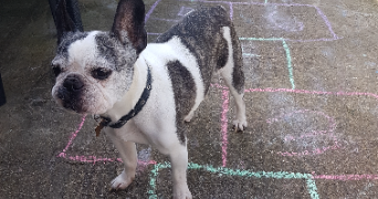 cassandre pet sitter à TOMBLAINE 54510_2