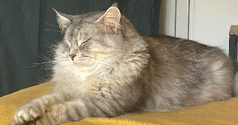 nadège pet sitter à QUIMPER 29000_2