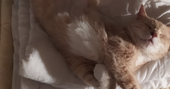 sabrina pet sitter à MONTFERMEIL 93370_0