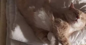 sabrina pet sitter à MONTFERMEIL 93370