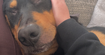 marissa pet sitter à STRASBOURG 67000_2