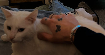 adam pet sitter à LE CRES 34920_3