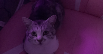 manon pet sitter à THONON LES BAINS 74200_1