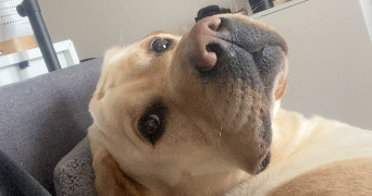 Eva pet sitter à Nancy 54000_12