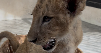 anis pet sitter à CONFLANS STE HONORINE 78700_0