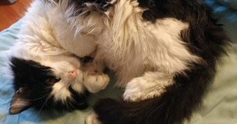 solenn pet sitter à CONFLANS STE HONORINE 78700_5