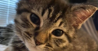 yasmina pet sitter à BAILLARGUES 34670_2