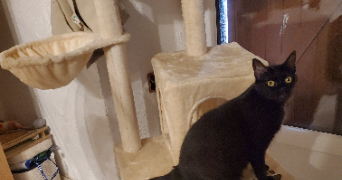 tania pet sitter à SOURDUN 77171_1