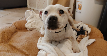 natchasorn dog sitter à MOLSHEIM 67120_9