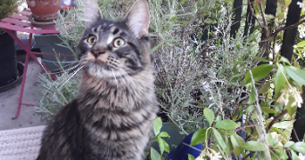 nicole cat sitter à Le Chesnay-Rocquencourt 78150_4