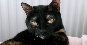 léna pet sitter à BOIS GUILLAUME 76230_1