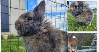 lucie pet sitter à MAYENNE 53100_2