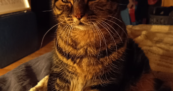 emmanuelle pet sitter à SOTTEVILLE LES ROUEN 76300_2