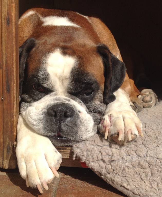 bérengère pet sitter à Créteil 94000_1
