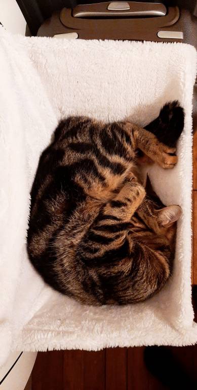 pauline cat sitter à Antony 92160_0