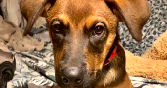 louwan pet sitter à SERMAISE 91530_4