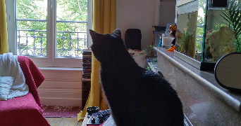 louan cat sitter à LYON 03 69003_2