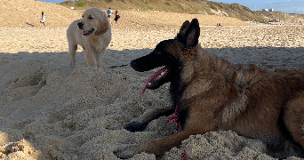 manon pet sitter à Ondres 40440_2