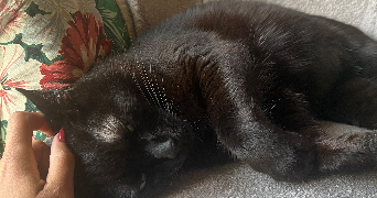 laurine pet sitter à ROUEN 76100_2
