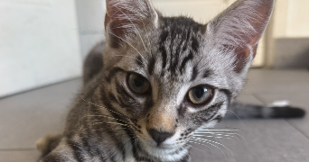 yasmine cat sitter à ST MAUR DES FOSSES 94100_3