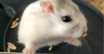 chloé pet sitter à ROUEN 76000_1