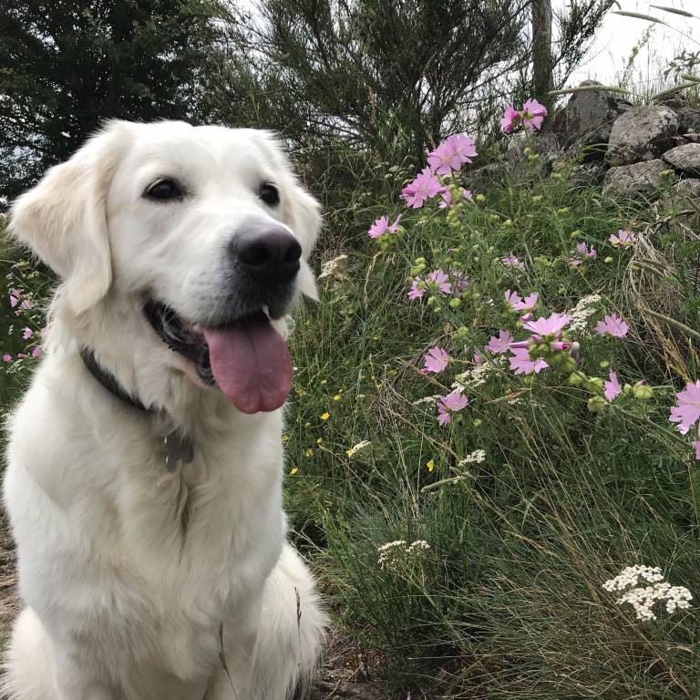 Rebecca pet sitter à Le Plessis-Trévise 94420_1