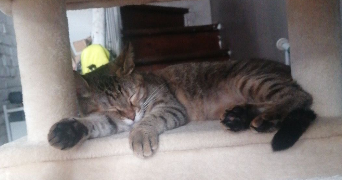 susie pet sitter à PAVILLY 76570_5