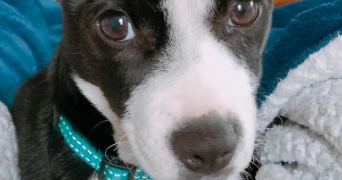 cynthia pet sitter à HENDAYE 64700_1