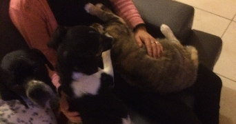 marine pet sitter à LA BOSSE DE BRETAGNE 35320_4