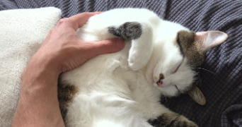 xavier pet sitter à BREST 29200_1