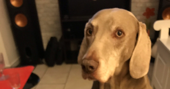louise pet sitter à YMARE 76520_3