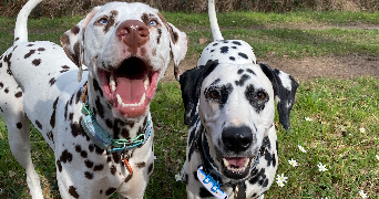 jessica pet sitter à HOUDAN 78550_4