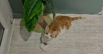 juliette pet sitter à ST ETIENNE 42100_3