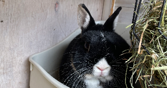 marie pet sitter à DIJON 21000_4