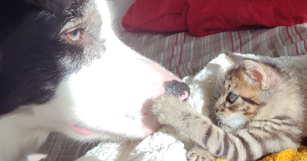 nadège pet sitter à MARIGNANE 13700_8