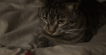 iuliia pet sitter à COLOMBES 92700_5