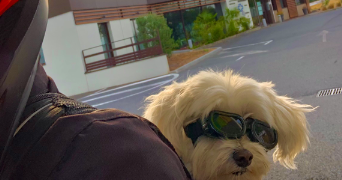 océane pet sitter à ST MARTIN EN BRESSE 71620_5