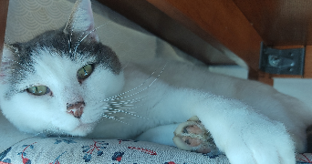 emilie pet sitter à LYON 03 69003_2