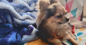 irène pet sitter à GUIGNEN 35580_1