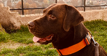 arnaud pet sitter à OBERNAI 67210_3