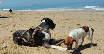 jenna pet sitter à BAYONNE 64100_2