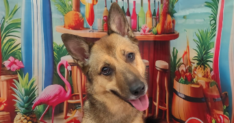 eloïse pet sitter à TOULON 83100_1