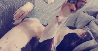 teana pet sitter à DENAIN 59220_2