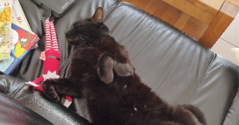 axelle pet sitter à PLUGUFFAN 29700_3