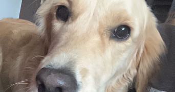 paradis pet sitter à DAGNEUX 01120_3