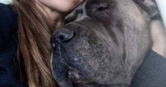 harmony pet sitter à ARGENTEUIL 95100_6
