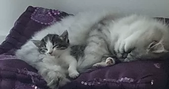 céline pet sitter à VIDAUBAN 83550
