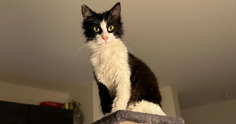 océane pet sitter à BRON 69500_7