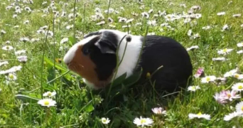 sarah pet sitter à TREMBLAY EN FRANCE 93290_6