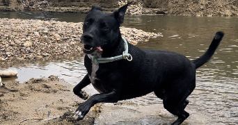 solenne dog sitter à ROMANS SUR ISERE 26100_2